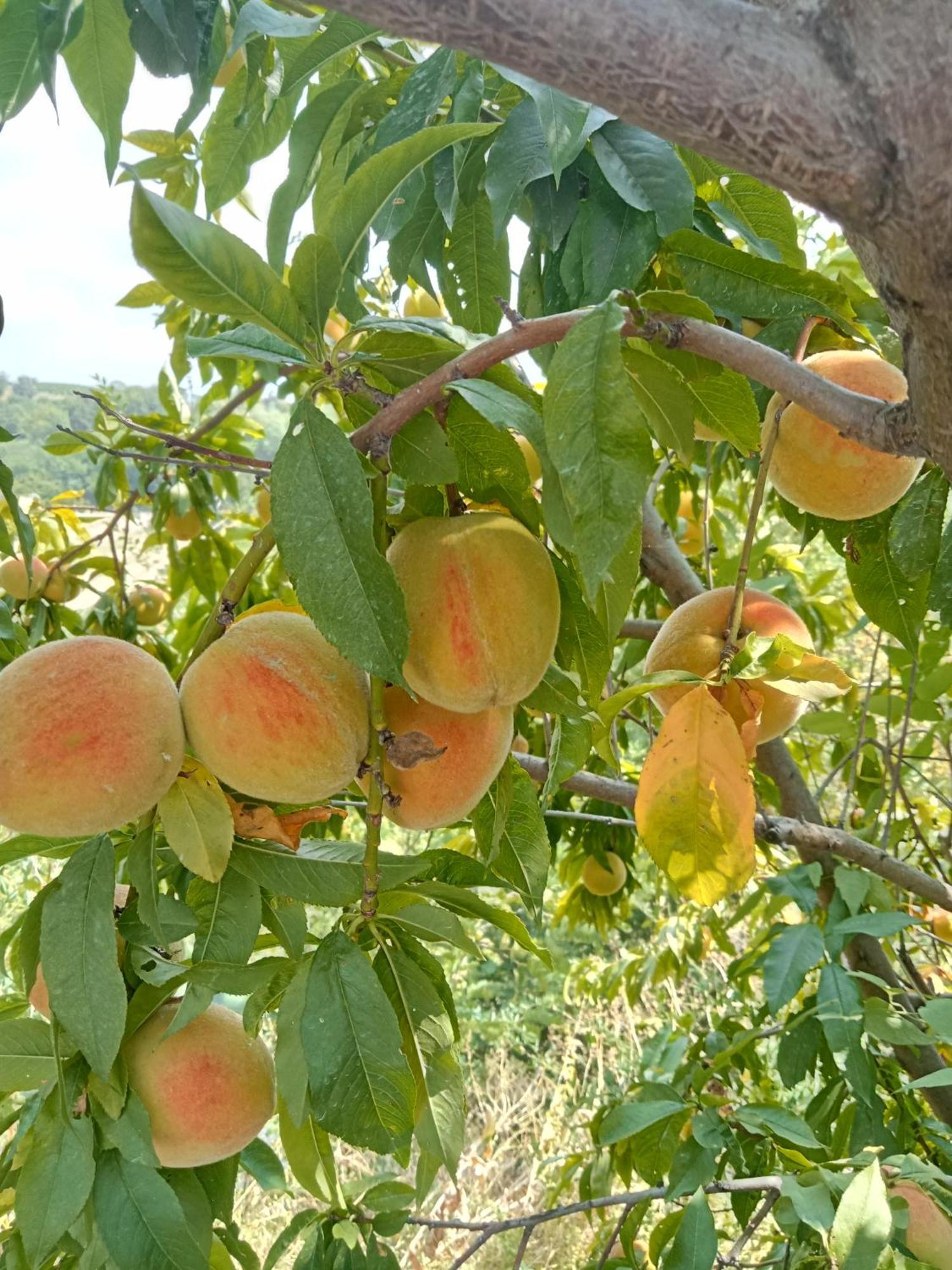 Agriturismo Bric Di Gai Monforte D'Alba Luaran gambar